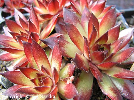 Sempervivum 'Bronco', kivikkomehithti